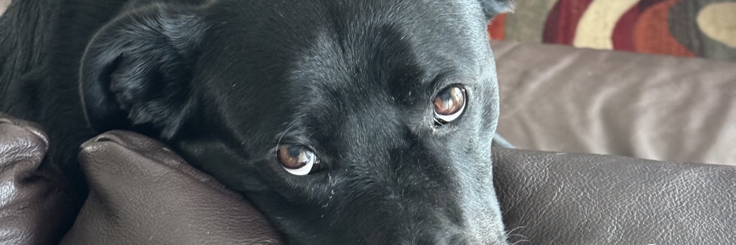 Stempapi's profile banner image