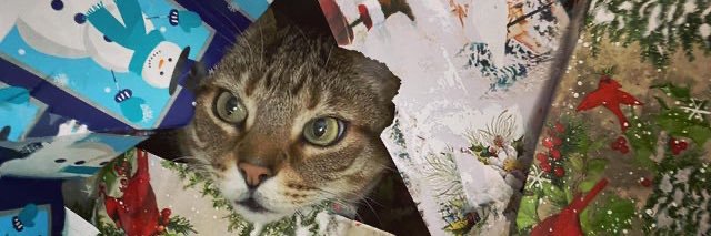 strange cat pictures banner