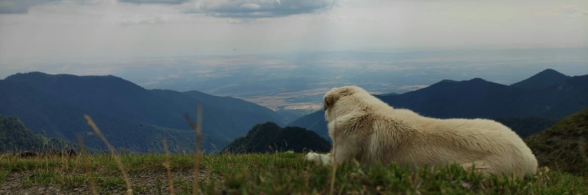 ferhadhesenli's profile banner image