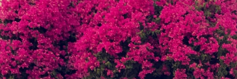 SaudiOil_'s profile banner image