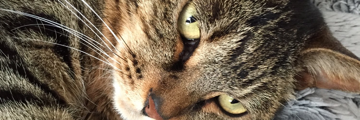 bunio315's profile banner image
