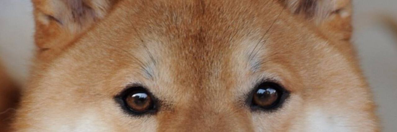 TaikiInu's profile banner image