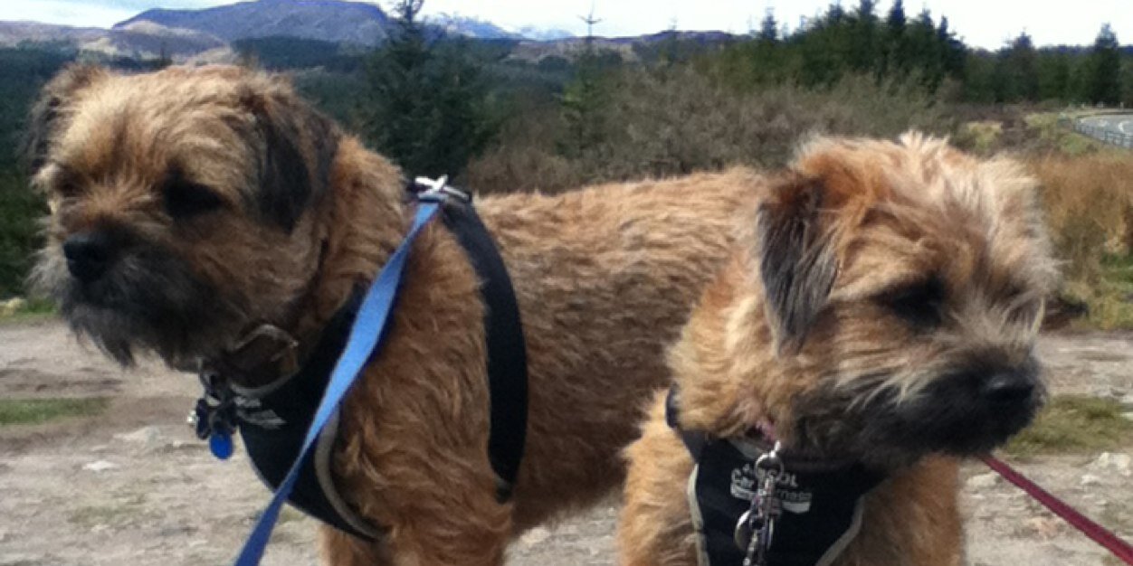 Jock_TheDog's profile banner image