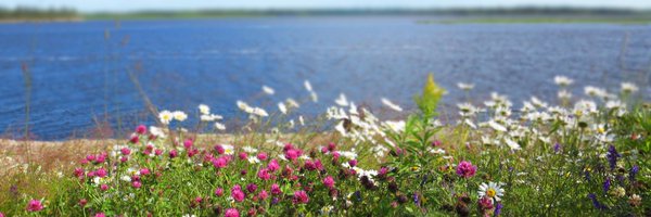 dawdsCAN Profile Banner