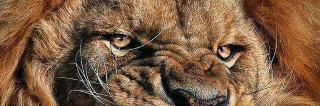 kafani232's profile banner image