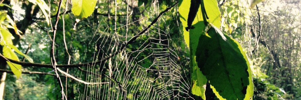 cfonsequita's profile banner image