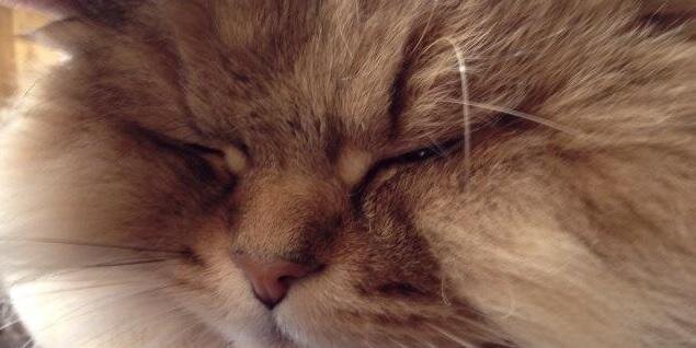 ジェリコ@All's right with the world banner