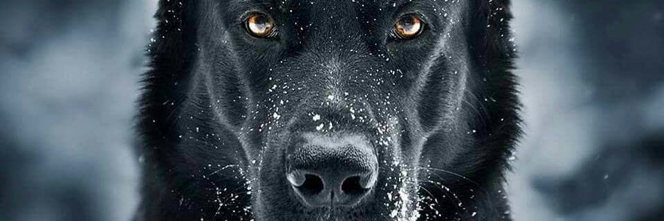 Nofvck Djokovic banner