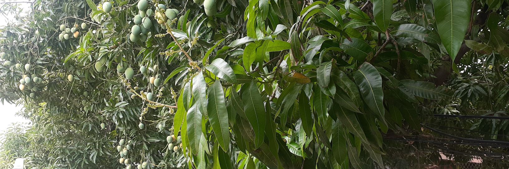 ROMULODEJESUSAN's profile banner image