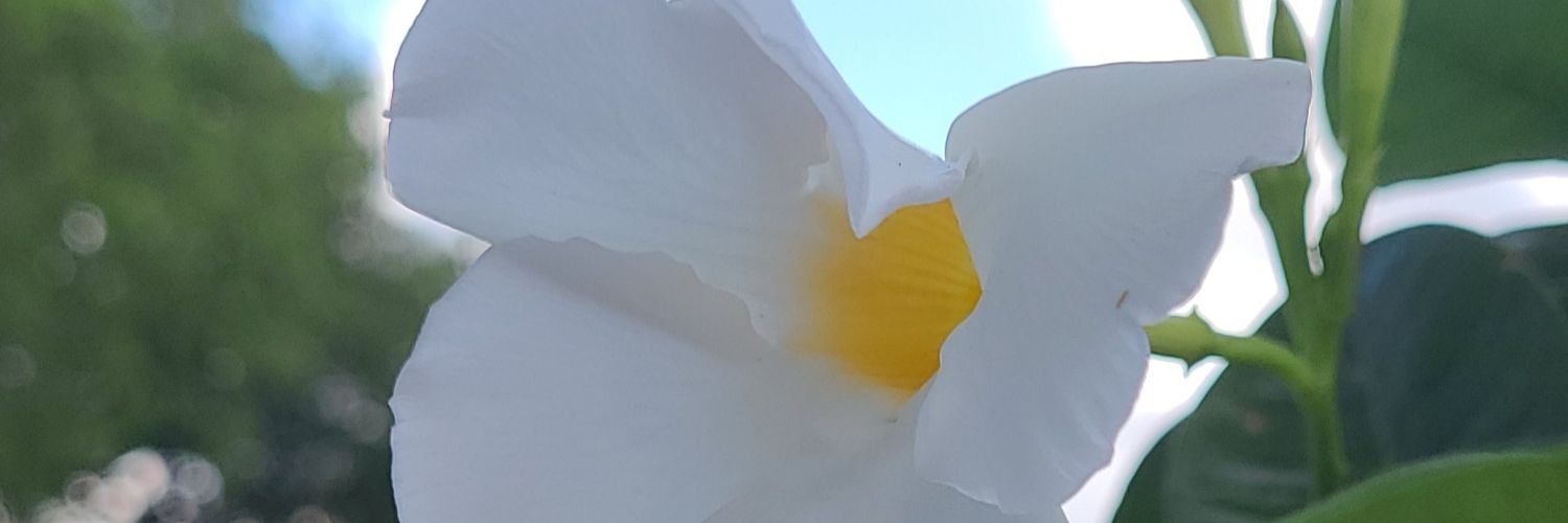 dyssers's profile banner image