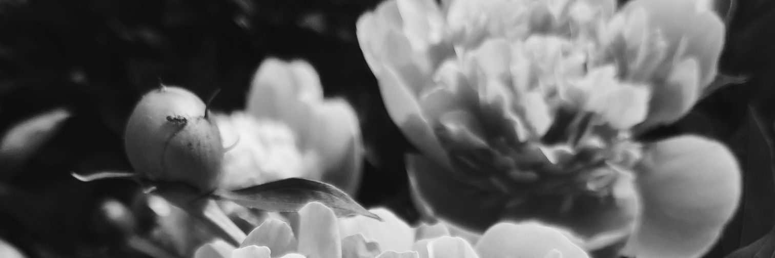 belosweet's profile banner image