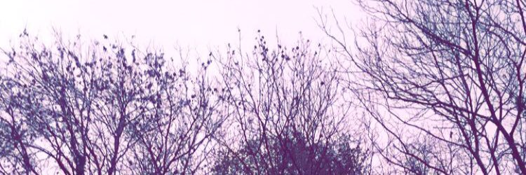 Steph_Howey2000's profile banner image
