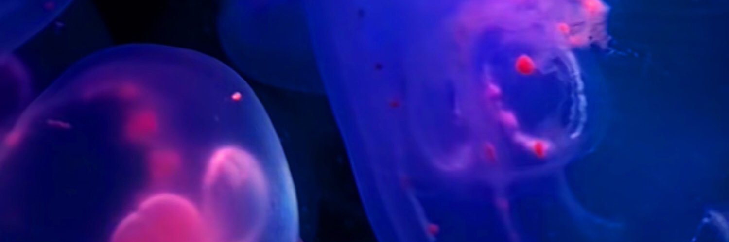 ChioMartinPena's profile banner image