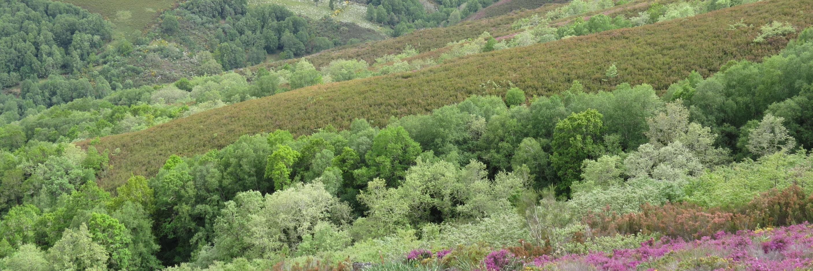 CarmenFrontaura's profile banner image