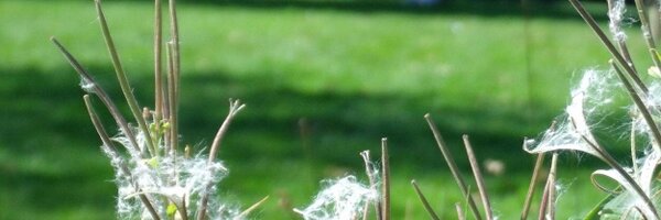 FriendsofTivoli Profile Banner