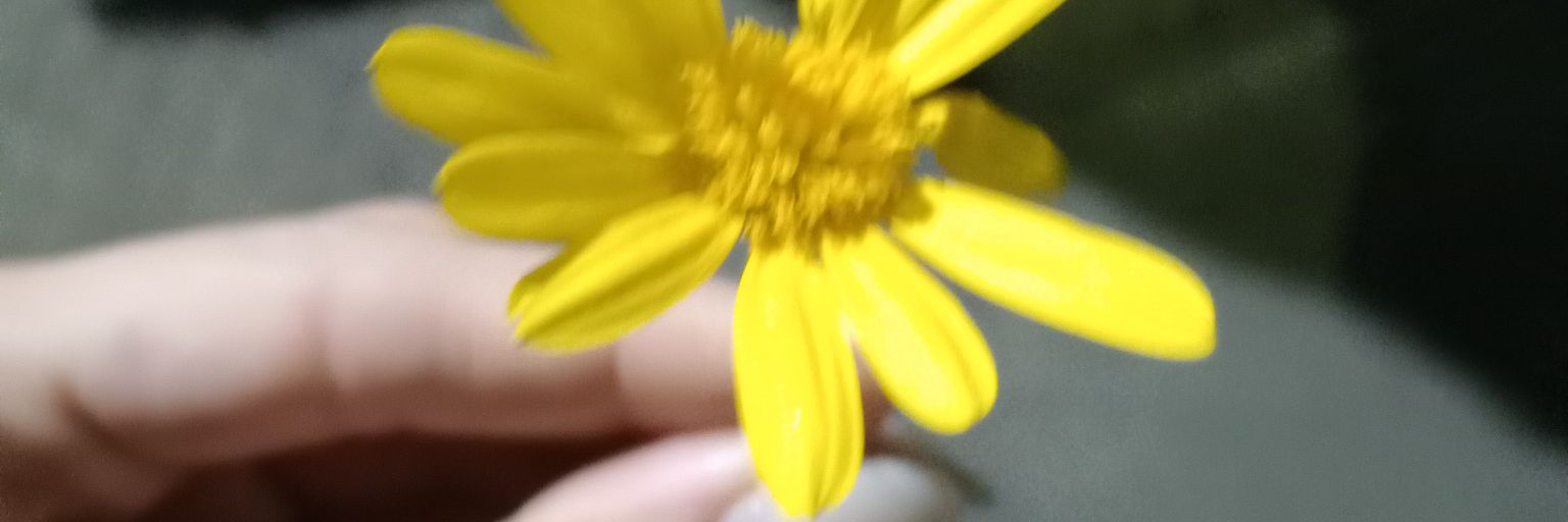miccaferrer's profile banner image
