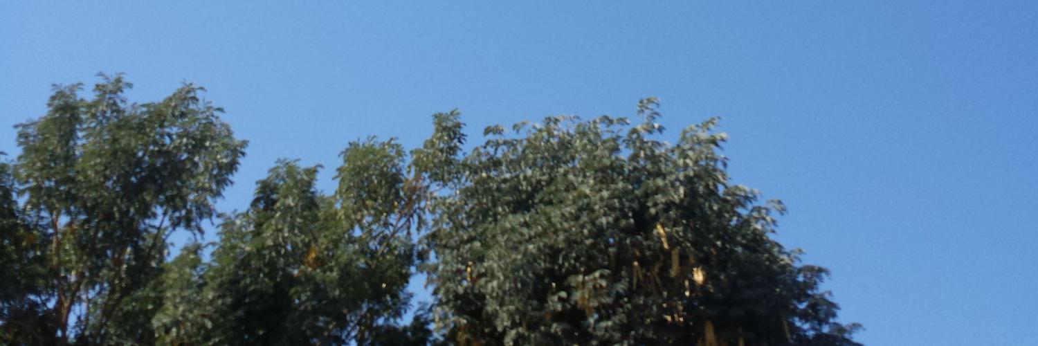 AliPaliB's profile banner image