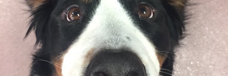 rickydamono's profile banner image
