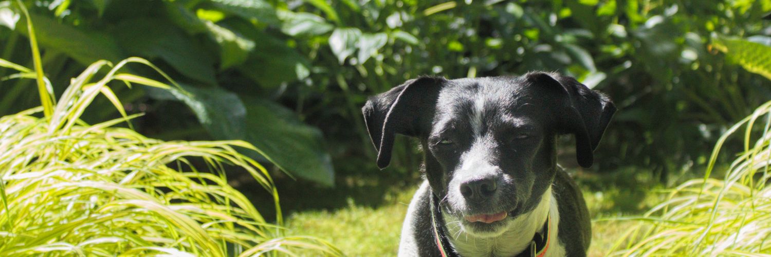 lucytrozzo's profile banner image