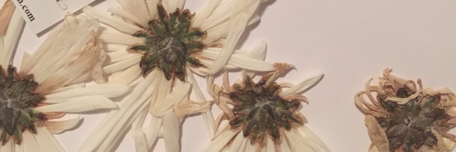 MsMeghanKenney's profile banner image