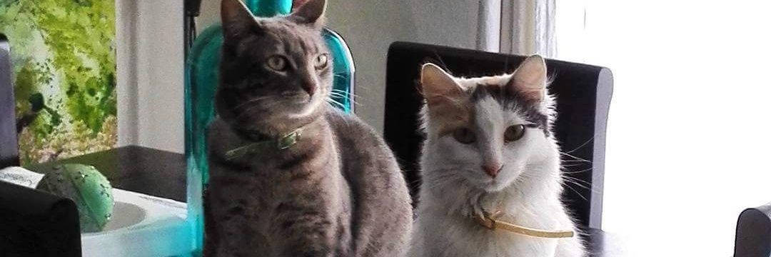 fer_gaubert's profile banner image