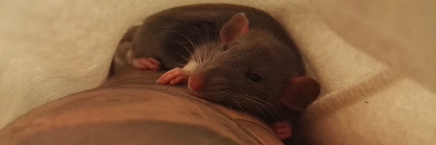 moomo_animals's profile banner image
