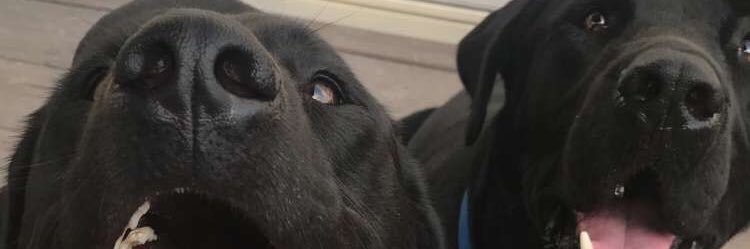 _MegNog_'s profile banner image
