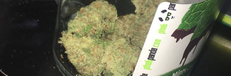 InnocentStoner's profile banner image
