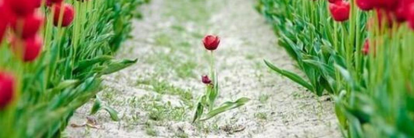 asklopedis's profile banner image