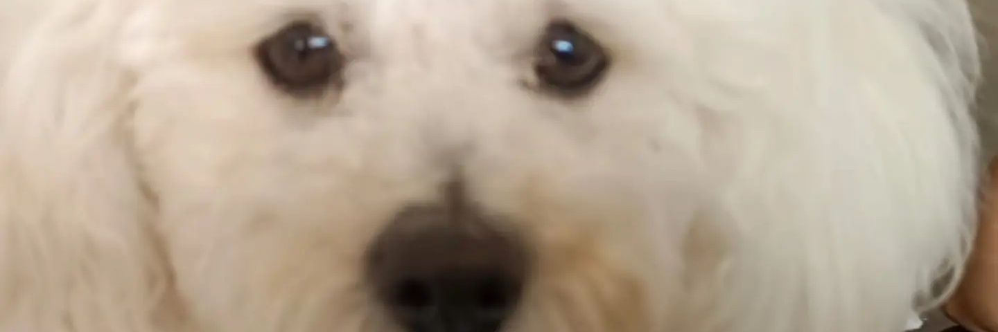 linneyp2v's profile banner image