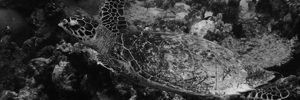 alextill54 Profile Banner