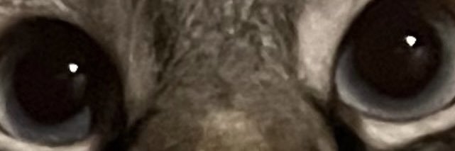 TopGunn7 banner