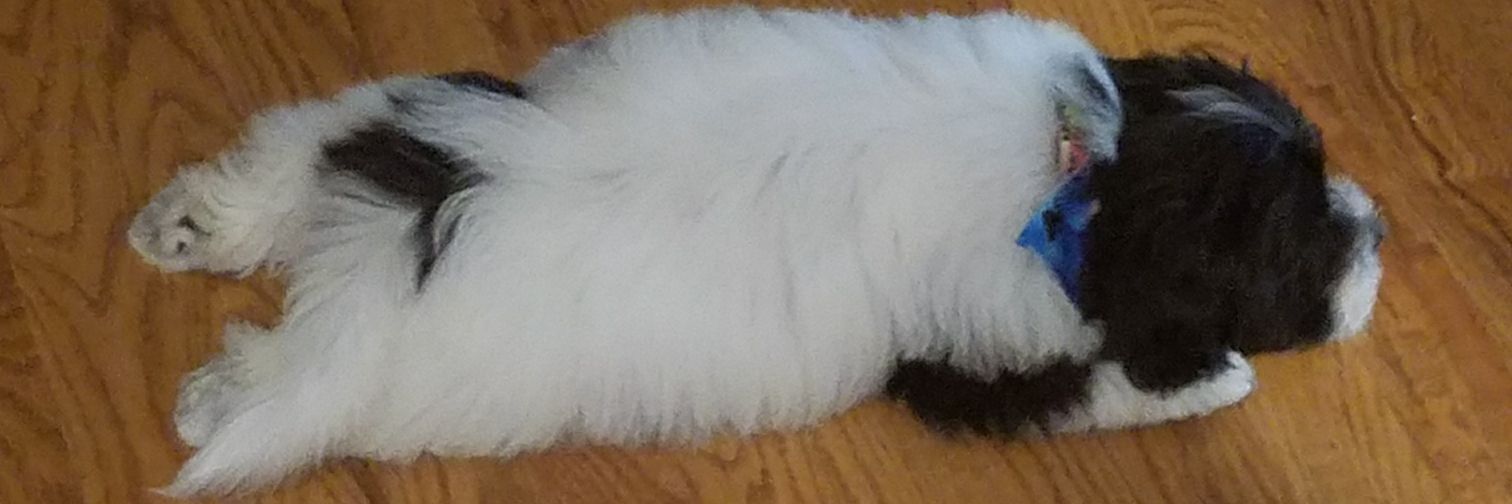 WolfSara27's profile banner image