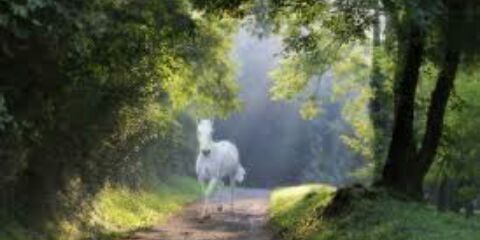 مسلط الفارس #الجربا banner