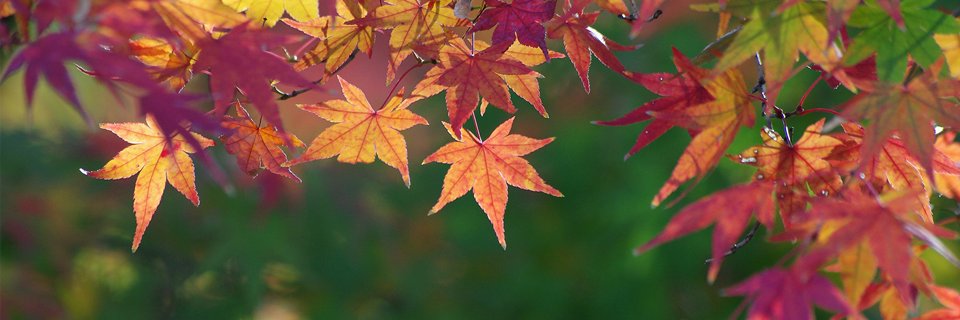 takoeginger's profile banner image
