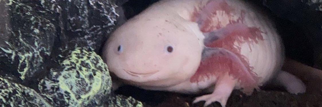 SoAmasic's profile banner image