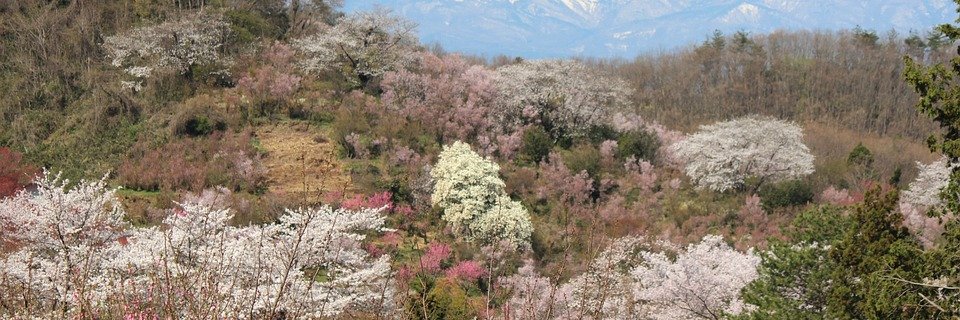 べにひいろ banner