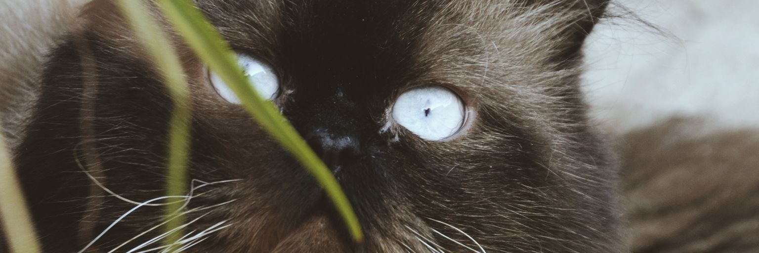 Fatimasierra07's profile banner image