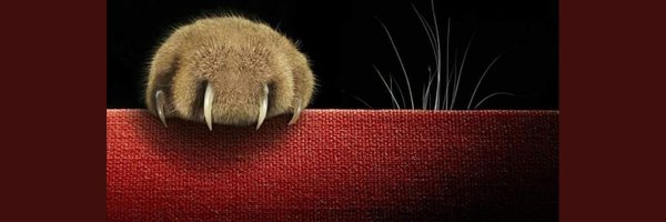 redcatontheroof Profile Banner