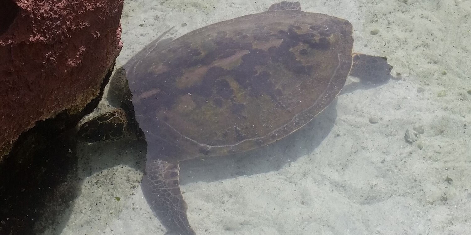 _TheRealTurtle🫎 banner