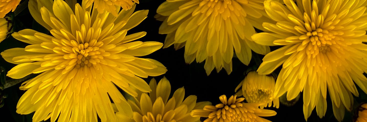 aleighxd's profile banner image