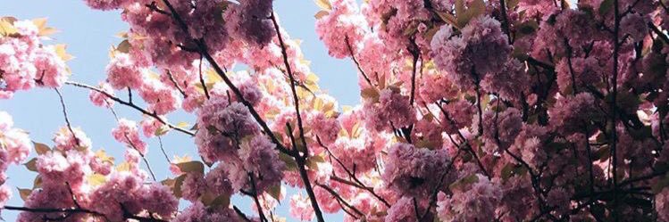 VickySoletti's profile banner image