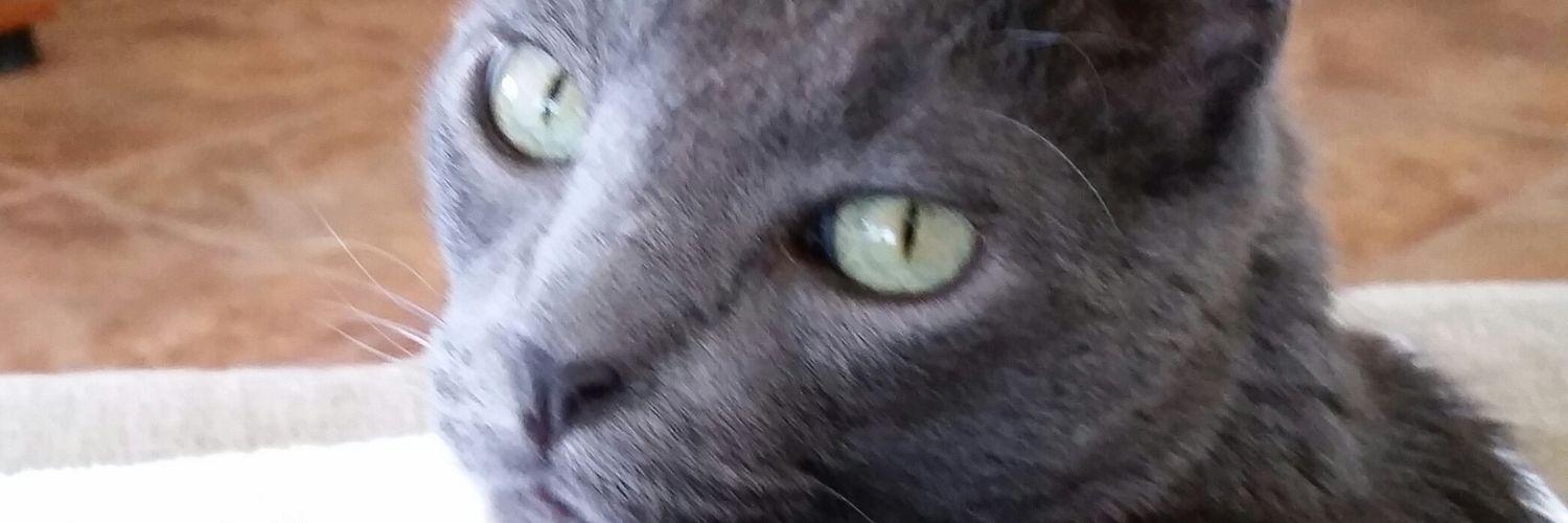 ArmandotheCat's profile banner image