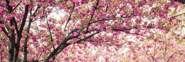 Ghada__saud's profile banner image