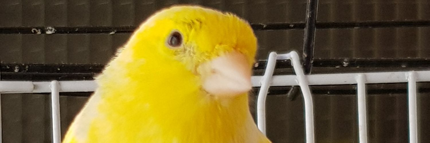 Merchuki 🐤 banner