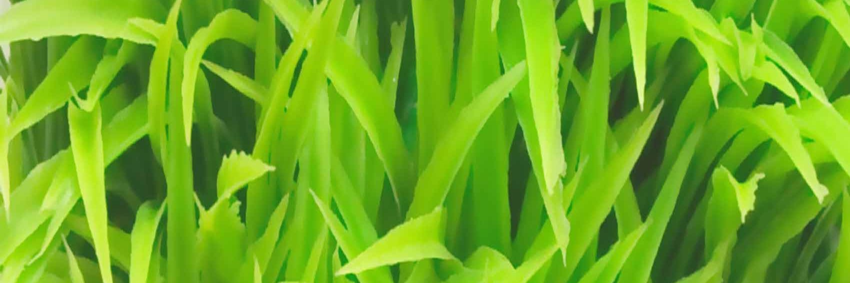 FluentInGreen's profile banner image