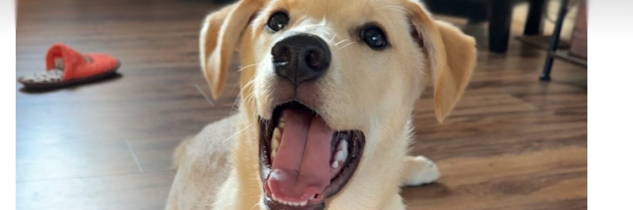 ___Shayyyyyy___'s profile banner image
