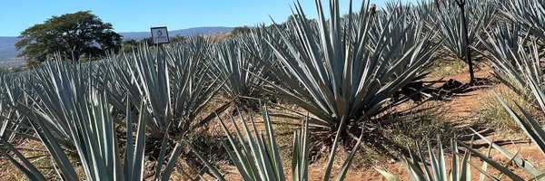 trececamacho Profile Banner
