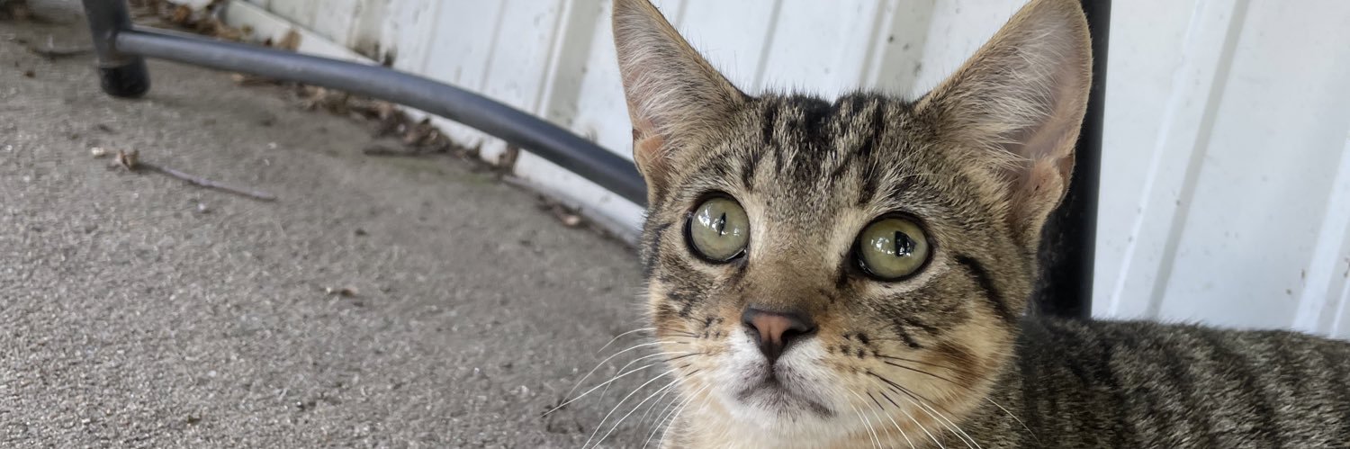 catdogamiright's profile banner image