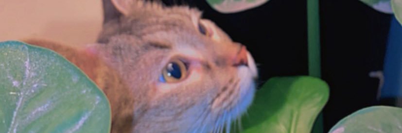 selene_a1's profile banner image